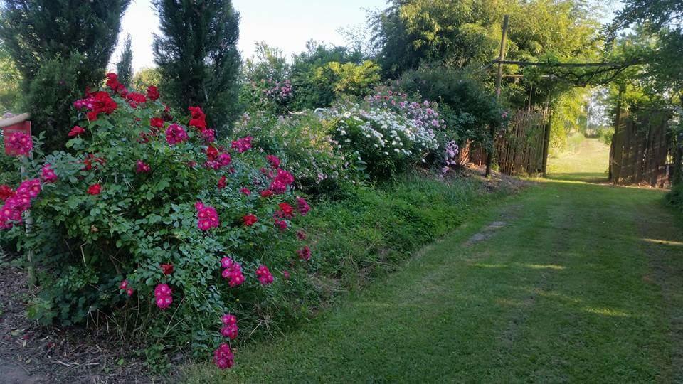 Bordeghina B&B In Farmhouse Pontecchio Polesine Eksteriør billede